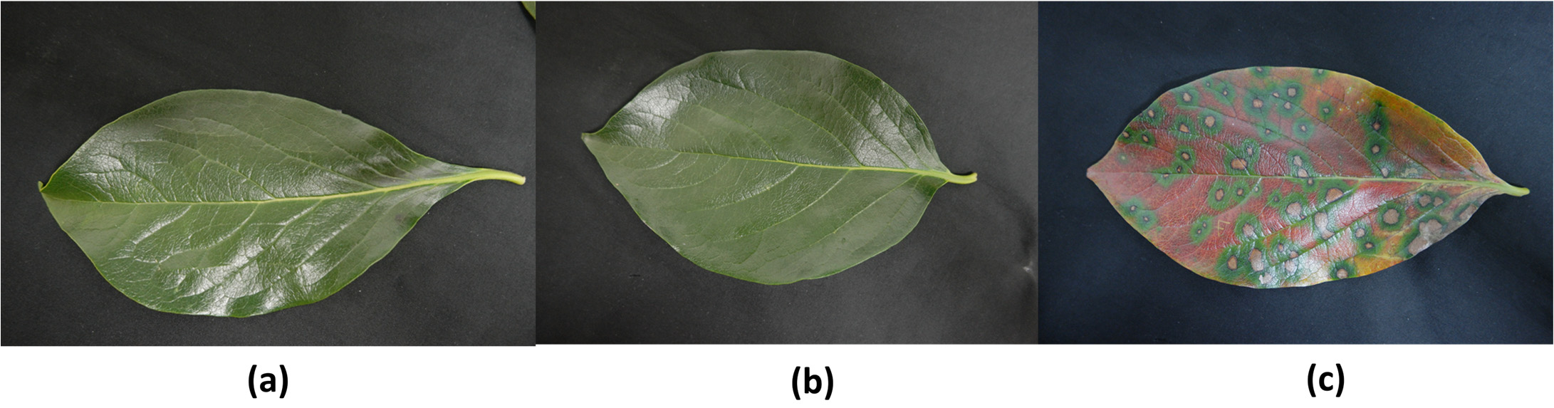 Persimmon leaves from a healthy tree, a healthy-looking leaf from an infected tree, and an infected leaf.