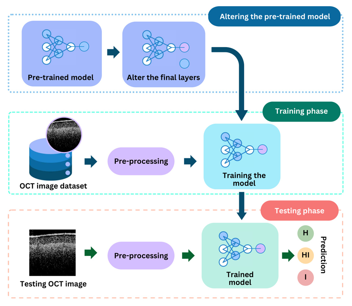 Transfer learning workflow for training the image-quality and circular leaf spot classification models.